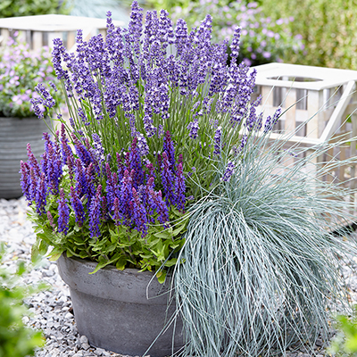 5 of Our Favorite Container Garden Spillers