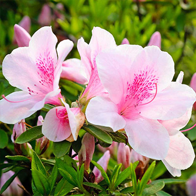 When to Plant Azaleas & Other Common Questions​ - The Home Depot