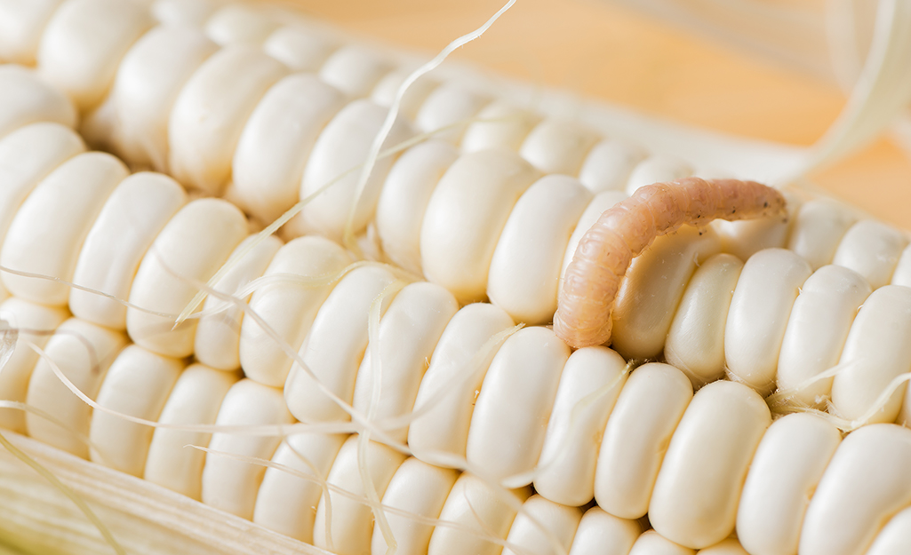Ear of corn with a worm on it. Ear of corn with a worm on it.