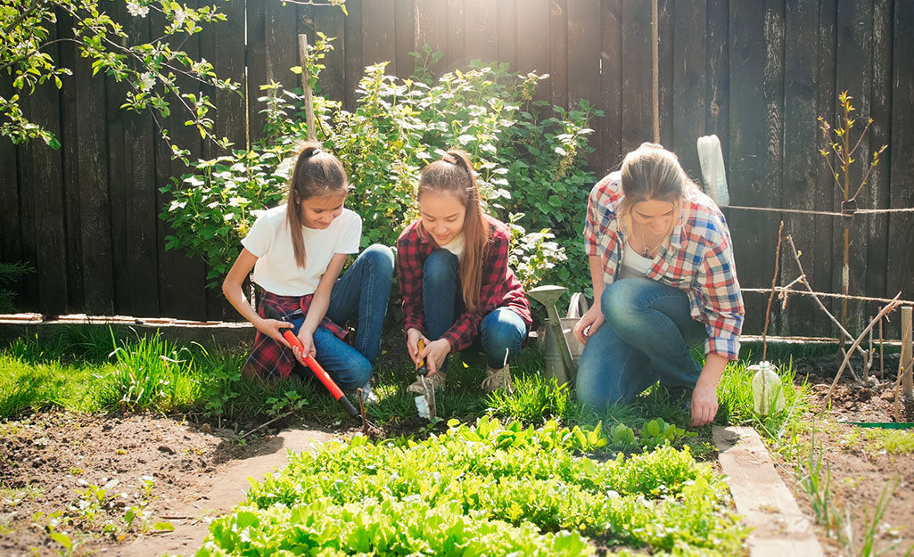 Family weeding their vegetable garden. Family weeding their vegetable garden.
