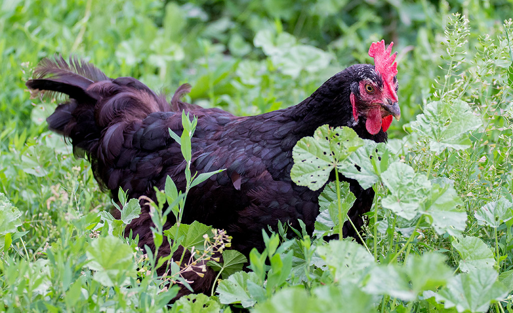 Rooster in the vegetable garden. Rooster in the vegetable garden.