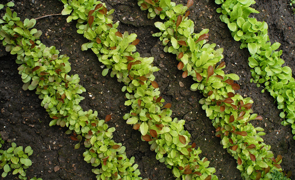 Lettuce rows in the garden. Lettuce rows in the garden.