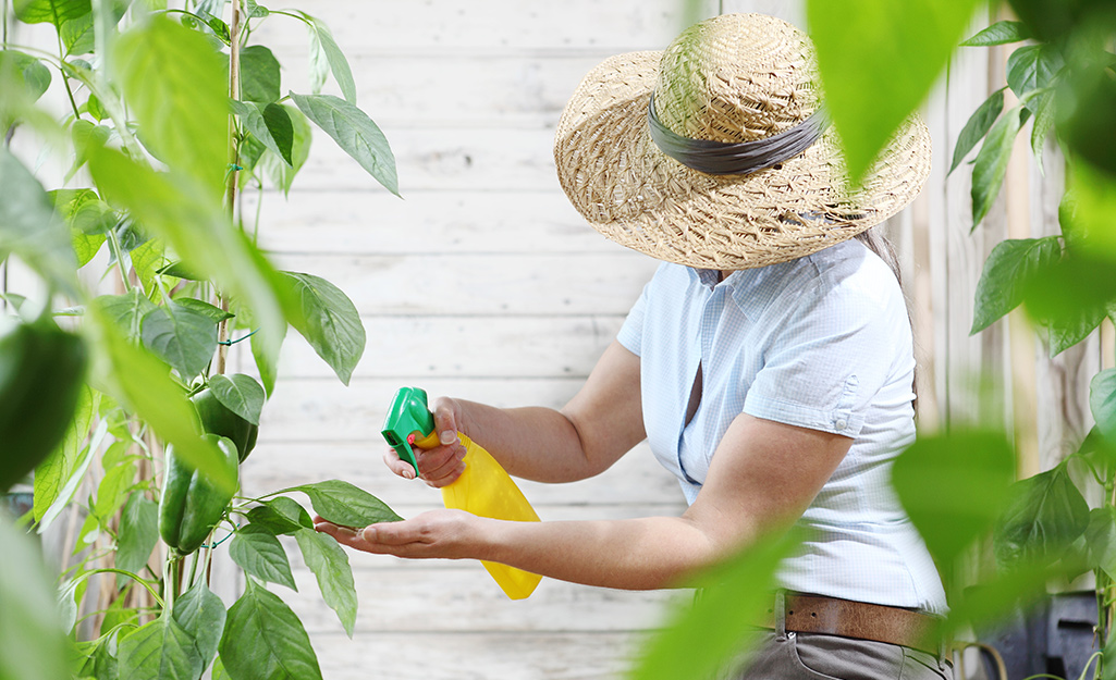 Gardener spraying leaves of plants. Gardener spraying leaves of plants.