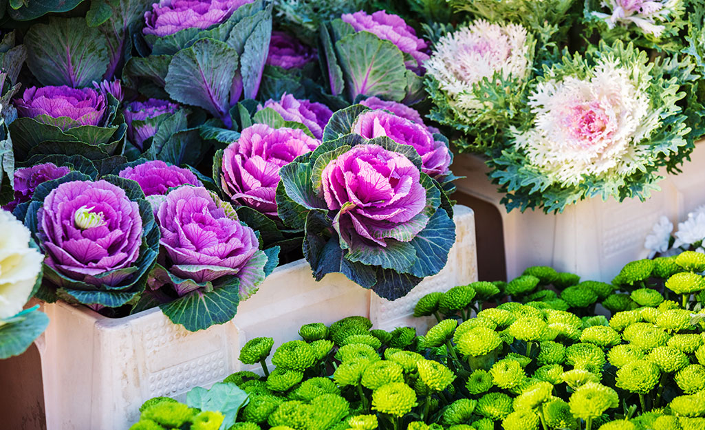 Flowering cabbage and kale grow in containers.