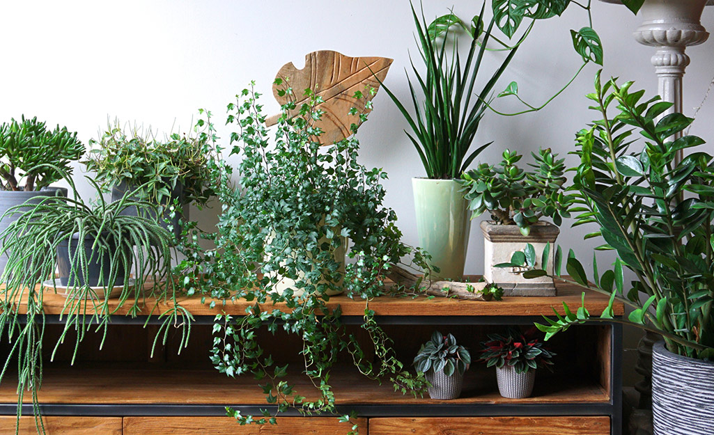 Houseplants displayed on a table Houseplants displayed on a table