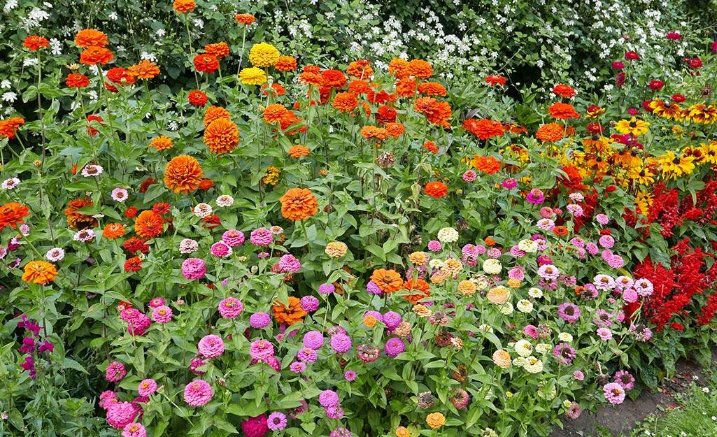 Colorfull zinnias in a garden Colorfull zinnias in a garden