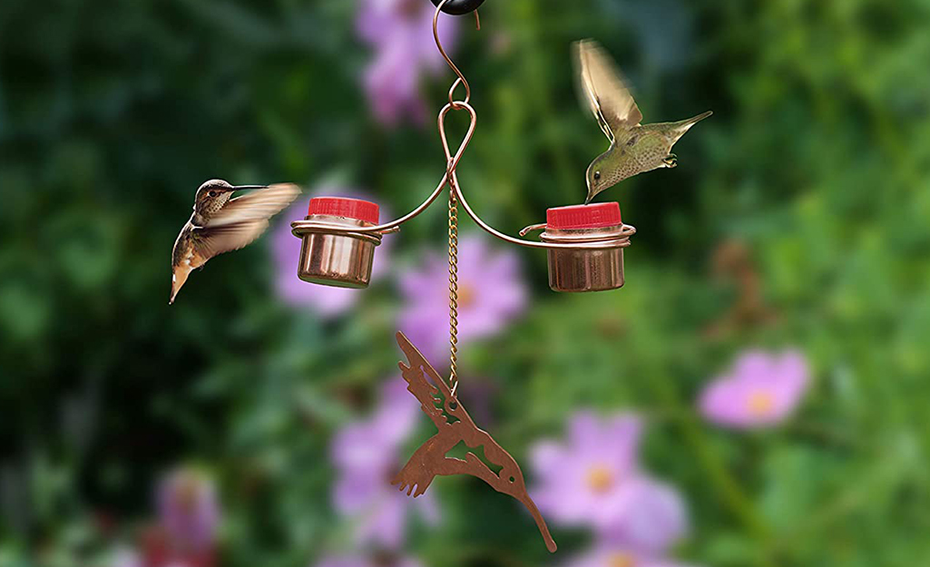 Hummingbirds at a feeder Hummingbirds at a feeder