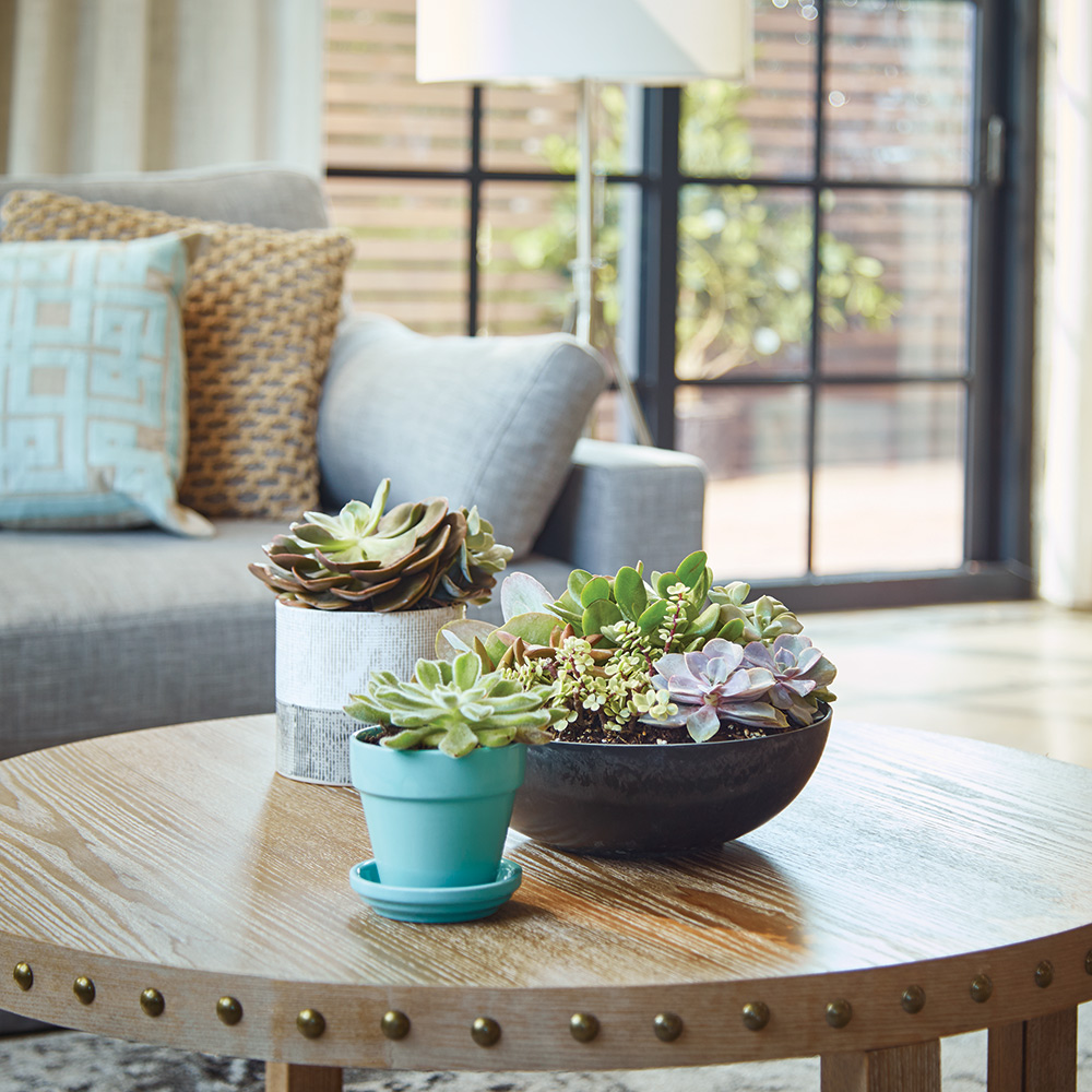 A collection of houseplants on a coffee table.