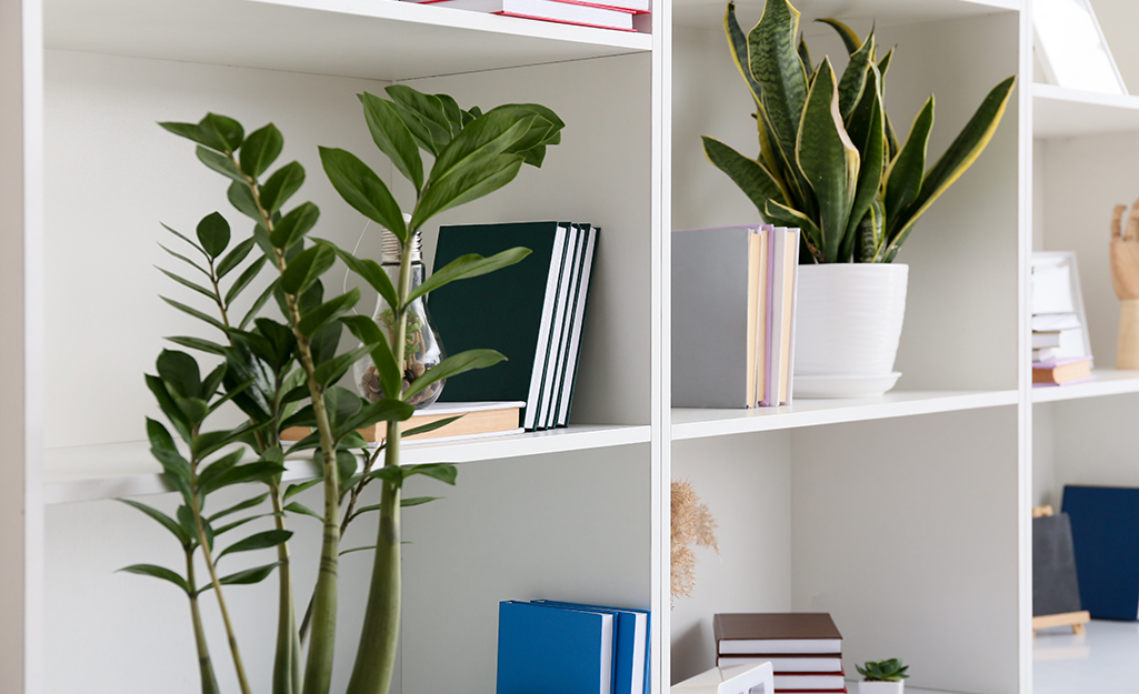 Houseplants on various shelves in a bookcase. 