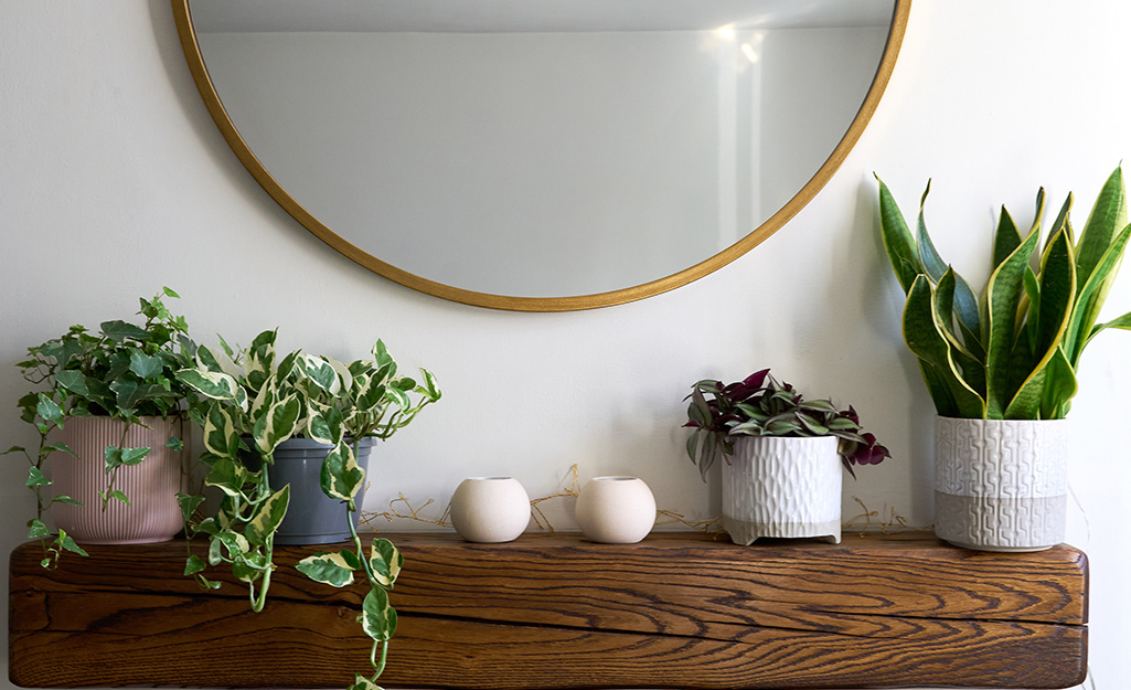 A variety of plants sit on a console table.