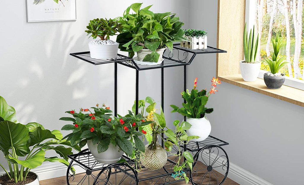 Houseplants placed on a cart near a window.