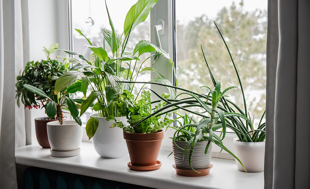 Six different plants sit on a window sill.