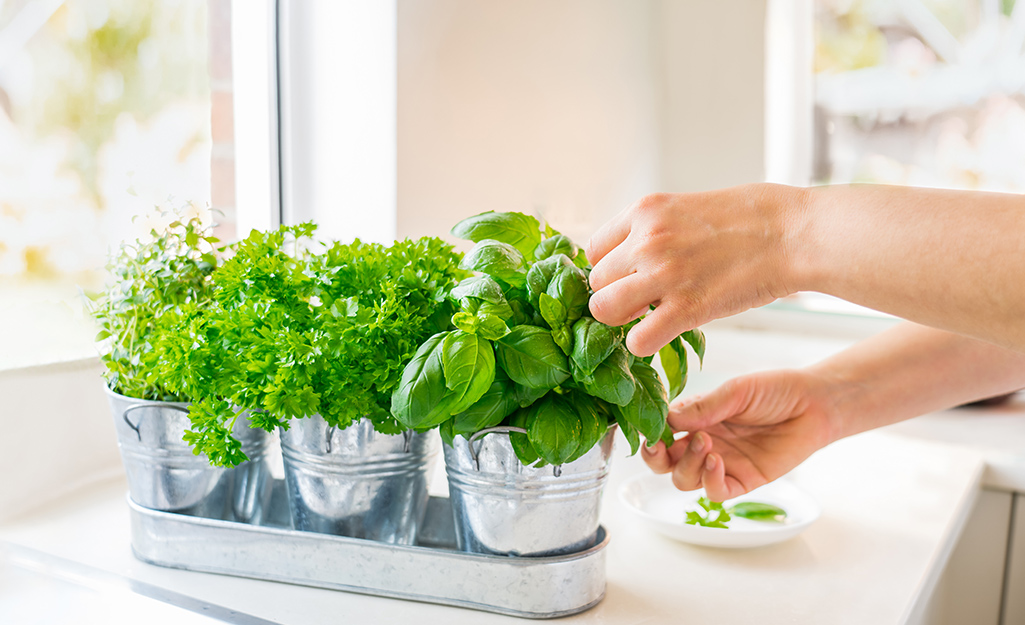 A person picks herbs from herb containers. 