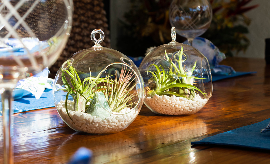 Two small terrariums on a table. 