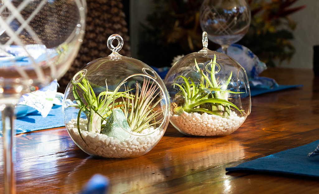 The Top 12 Terrarium Plants for Novices –