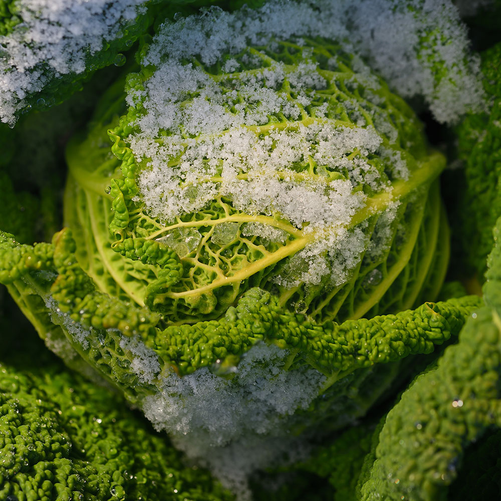 5 Ways to Protect Your Garden From Frost and Freeze Damage - The Home Depot