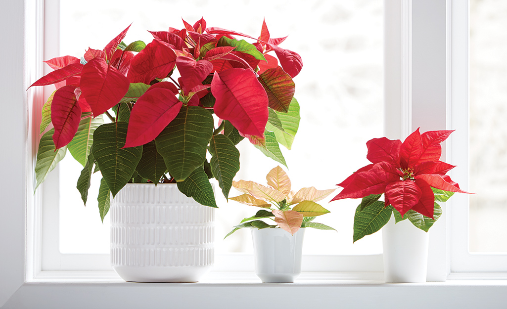 Poinsettias in containers in a sunny window