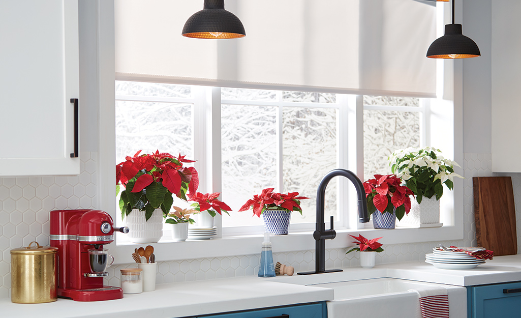 Poinsettias lined up in a kitchen window