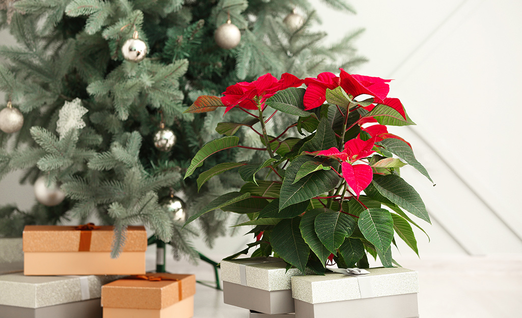 Poinsettias by the Christmas tree