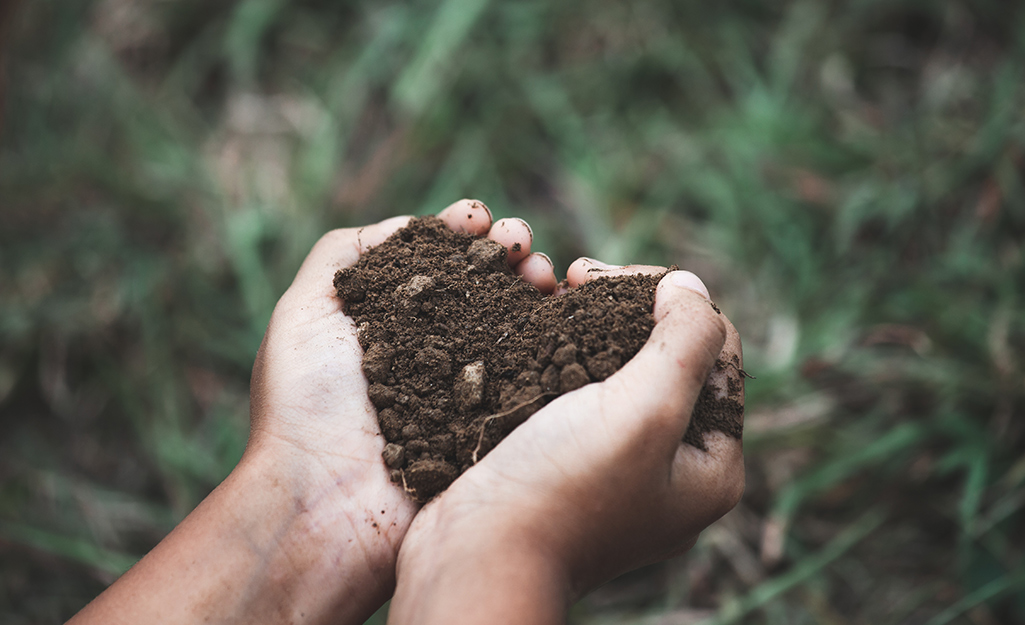 Someone holding rich lawn soil. Someone holding rich lawn soil.
