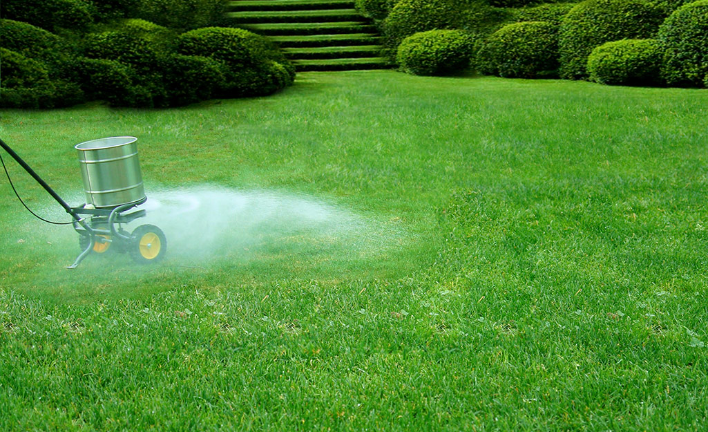 Someone spreading lime across a lawn. Someone spreading lime across a lawn.