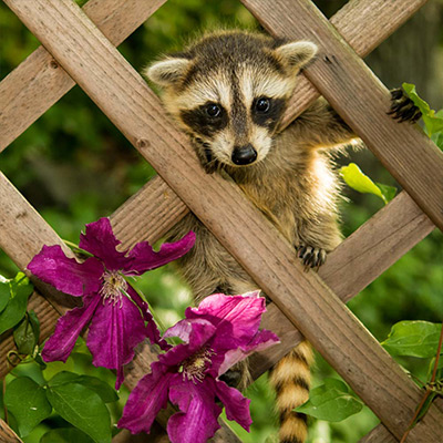 6 Signs of Nibbling Pests in Your Garden
