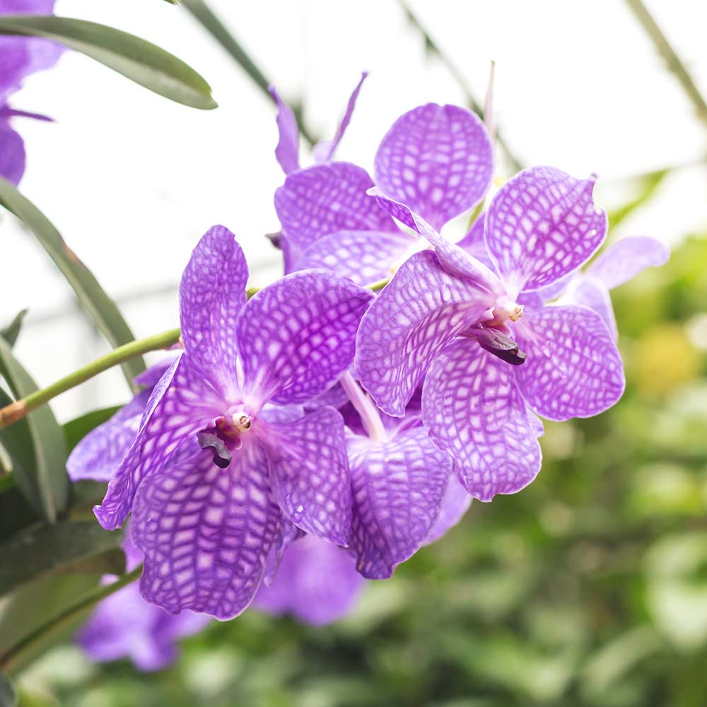 6 tricks for keeping orchids alive hero