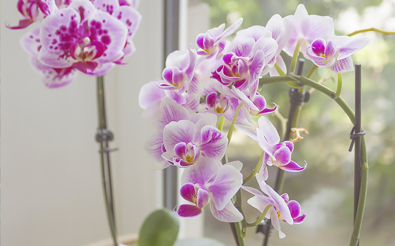 6 tricks for keeping orchids alive section 1