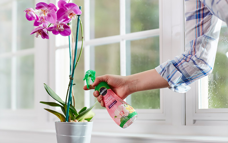 6 tricks for keeping orchids alive section 4