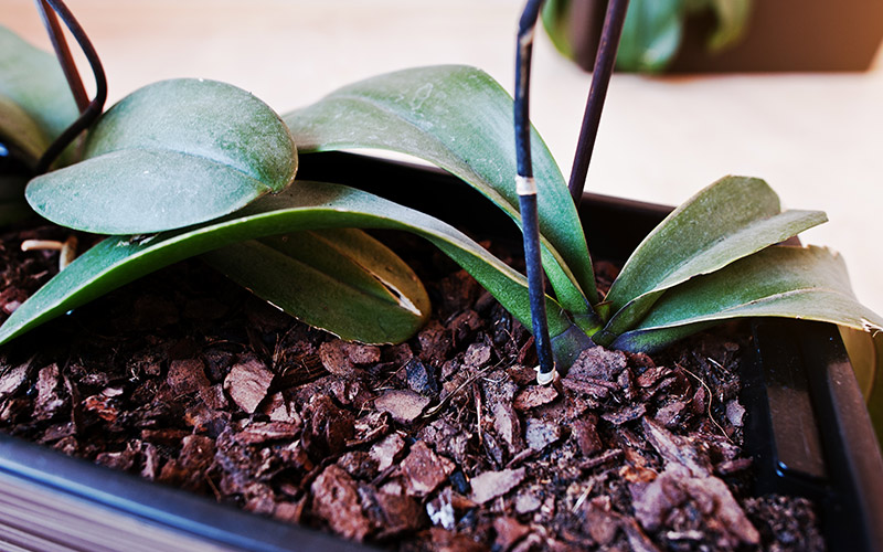 6 tricks for keeping orchids alive section3