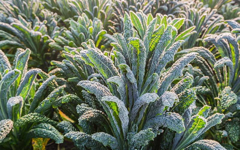 Frost covers the leaves of kale plants in a garden.