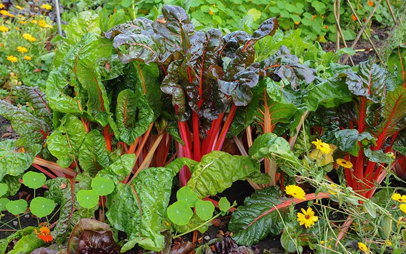 Rainbow Swiss chard grows in a garden.