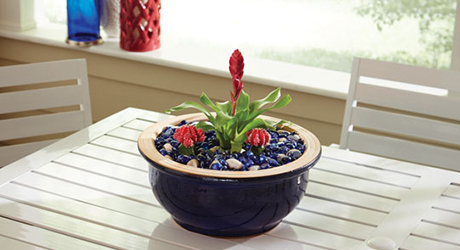 A tropical plant in a a dish garden.