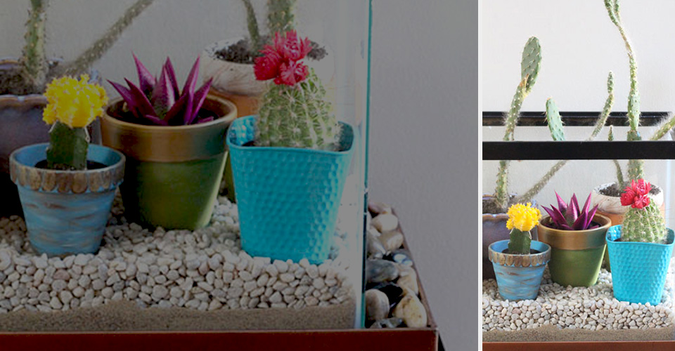 A group of cacti and succulents in colorful pots.