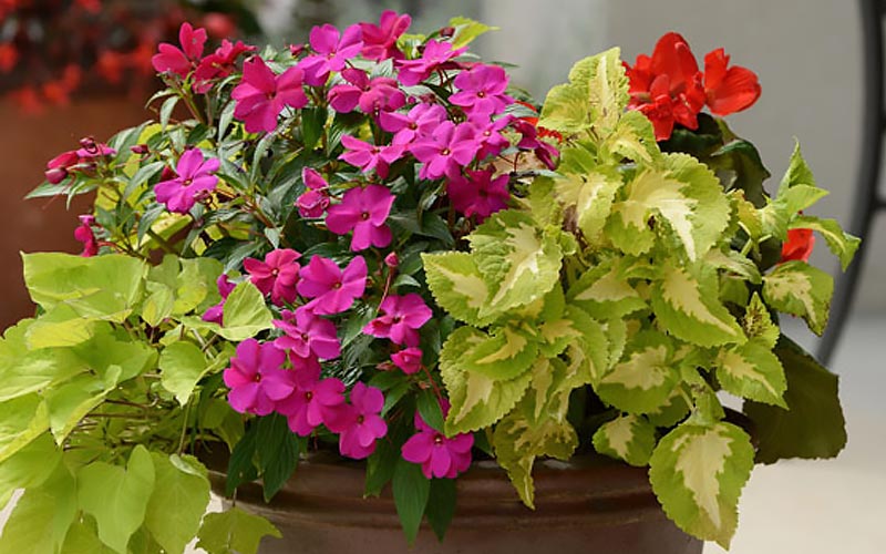 Colorful Flowers and Foliage Colorful Flowers and Foliage