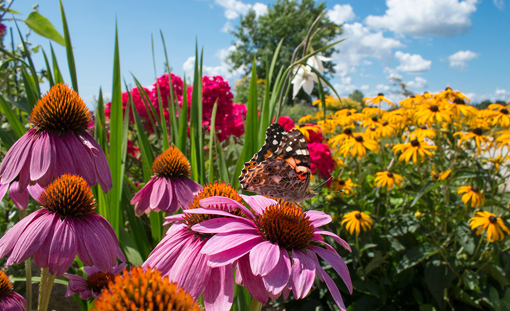 A butterfly resting on a garden filled with perennials.