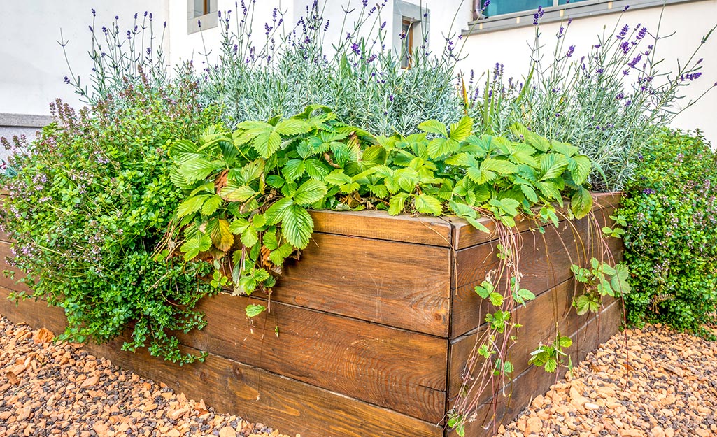 A raised garden bed with different plants spilling out.