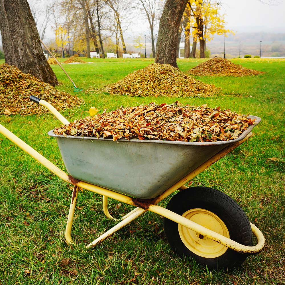 A wheelbarrow full of fall leaves. 