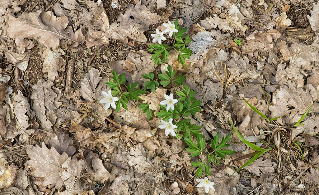 Leaf mulch added to a garden bed. 