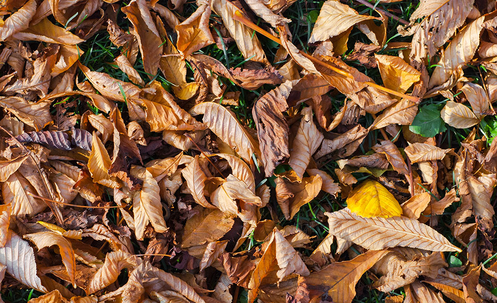 Leaf mold added to a yard. 