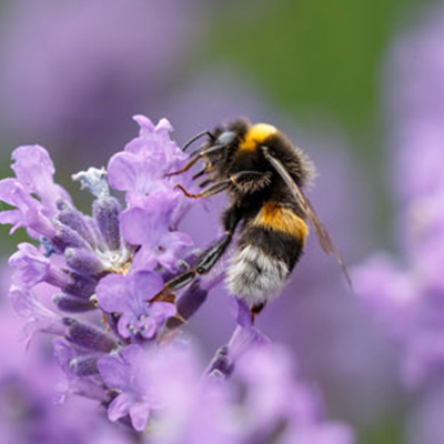 7 Flowers that Attract Pollinators