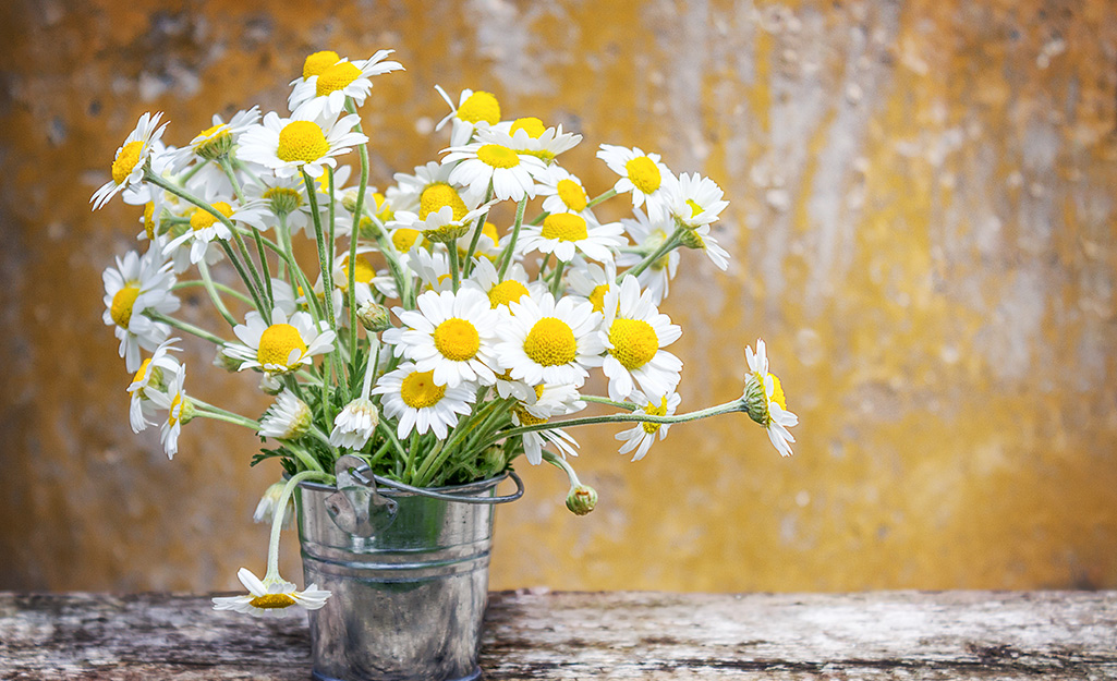 Daisies with white petals and yellow centers fill a small silver bucket.