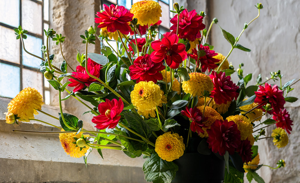 An arrangement of red and yellow dahlias accented with green leaves stands in front of a stained glass window.