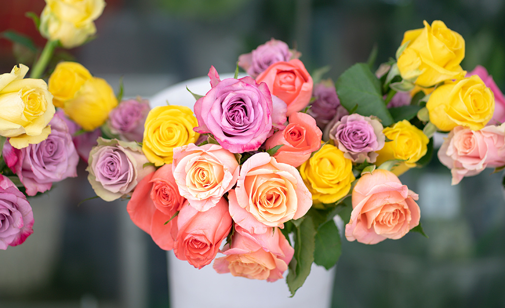 Roses in yellow, coral and pink fill a white vase.