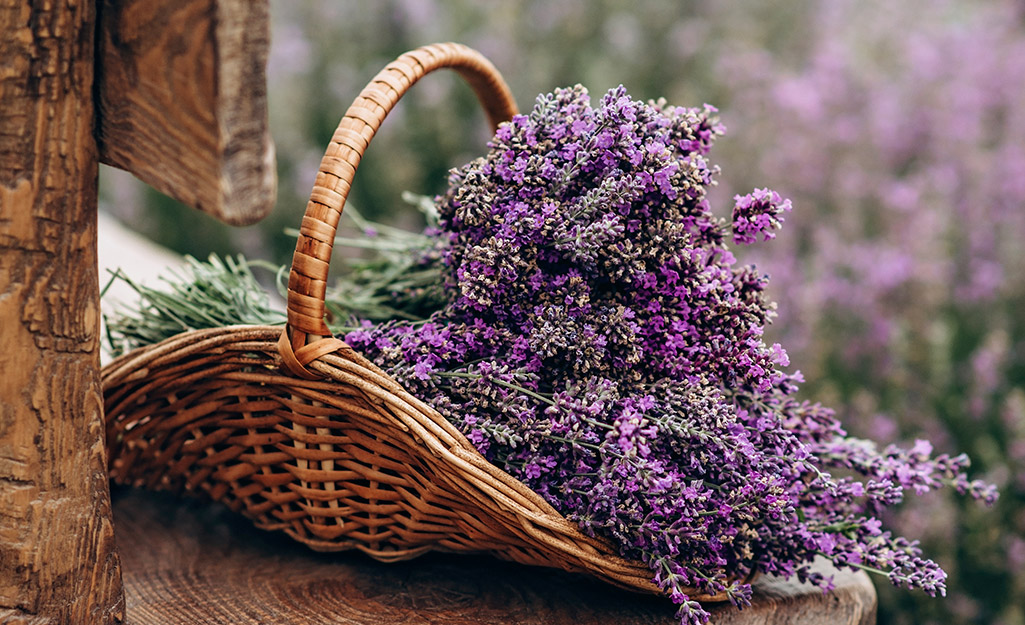 A basket of lavender stalks.