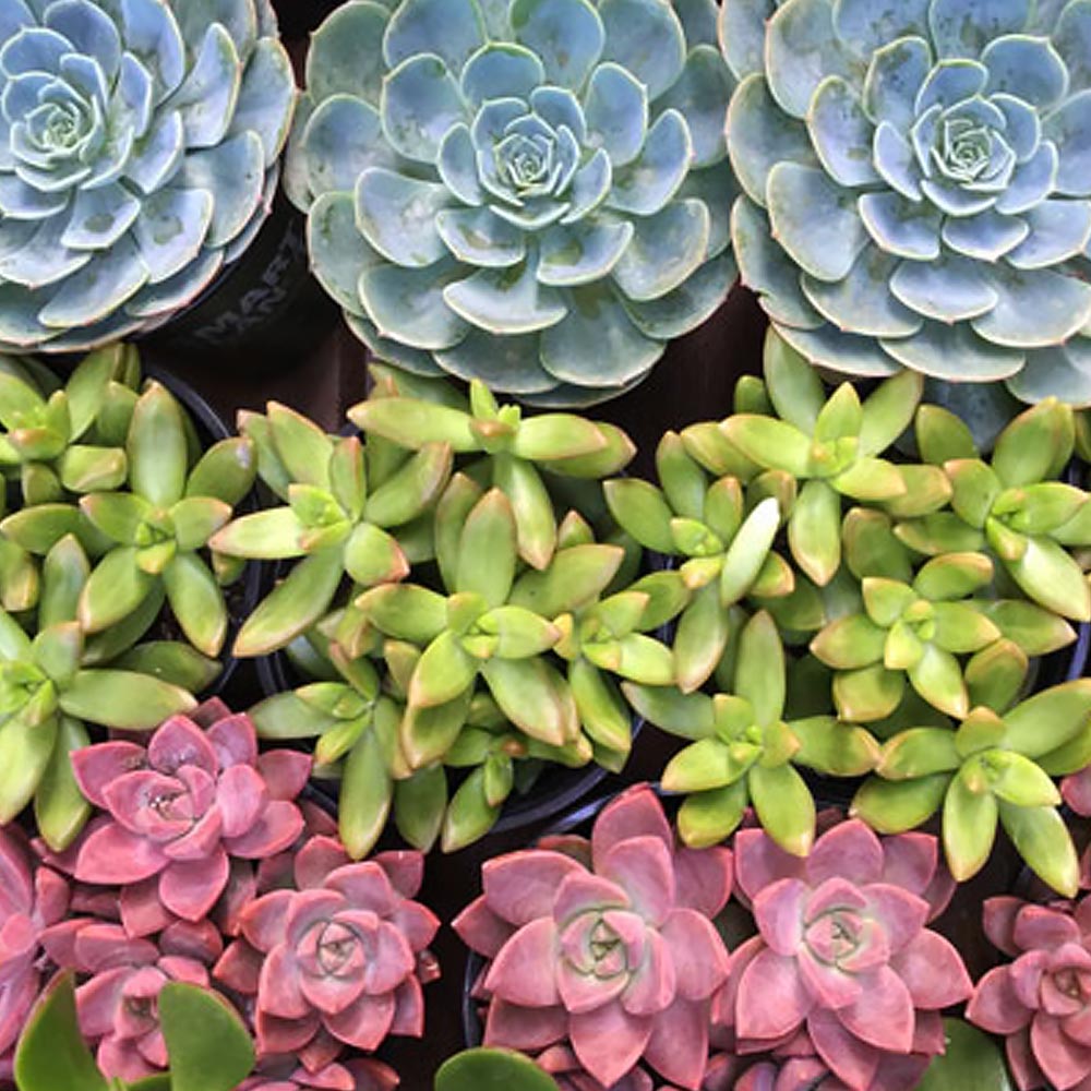 Ideas For Succulent Containers The Home Depot