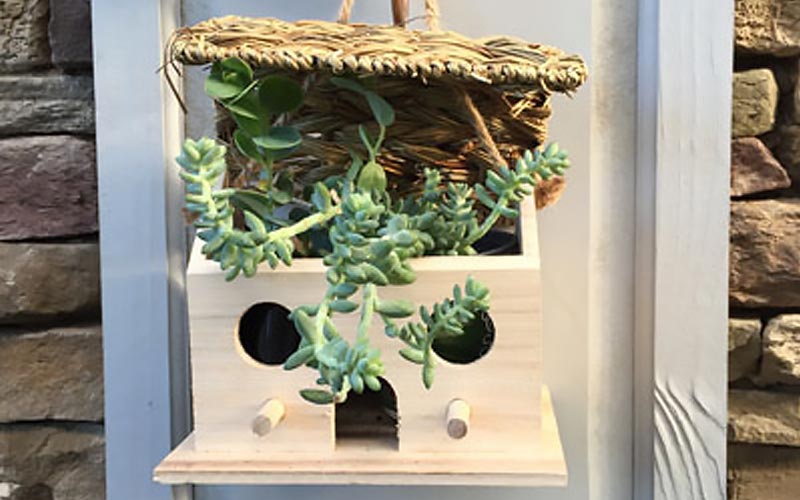 Ideas For Succulent Containers The Home Depot