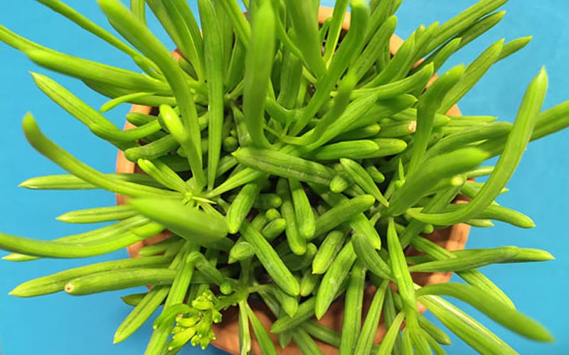 Ideas For Succulent Containers The Home Depot
