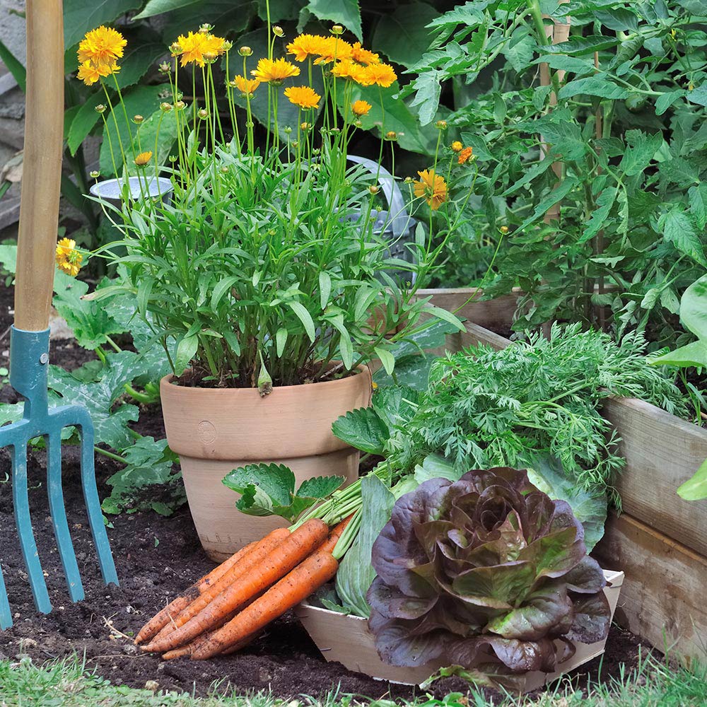 Thriving produce and flowers burst from pots and planters.