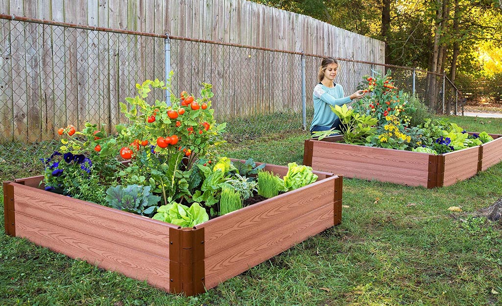 Gardener picks tomatoes from raised garden beds.